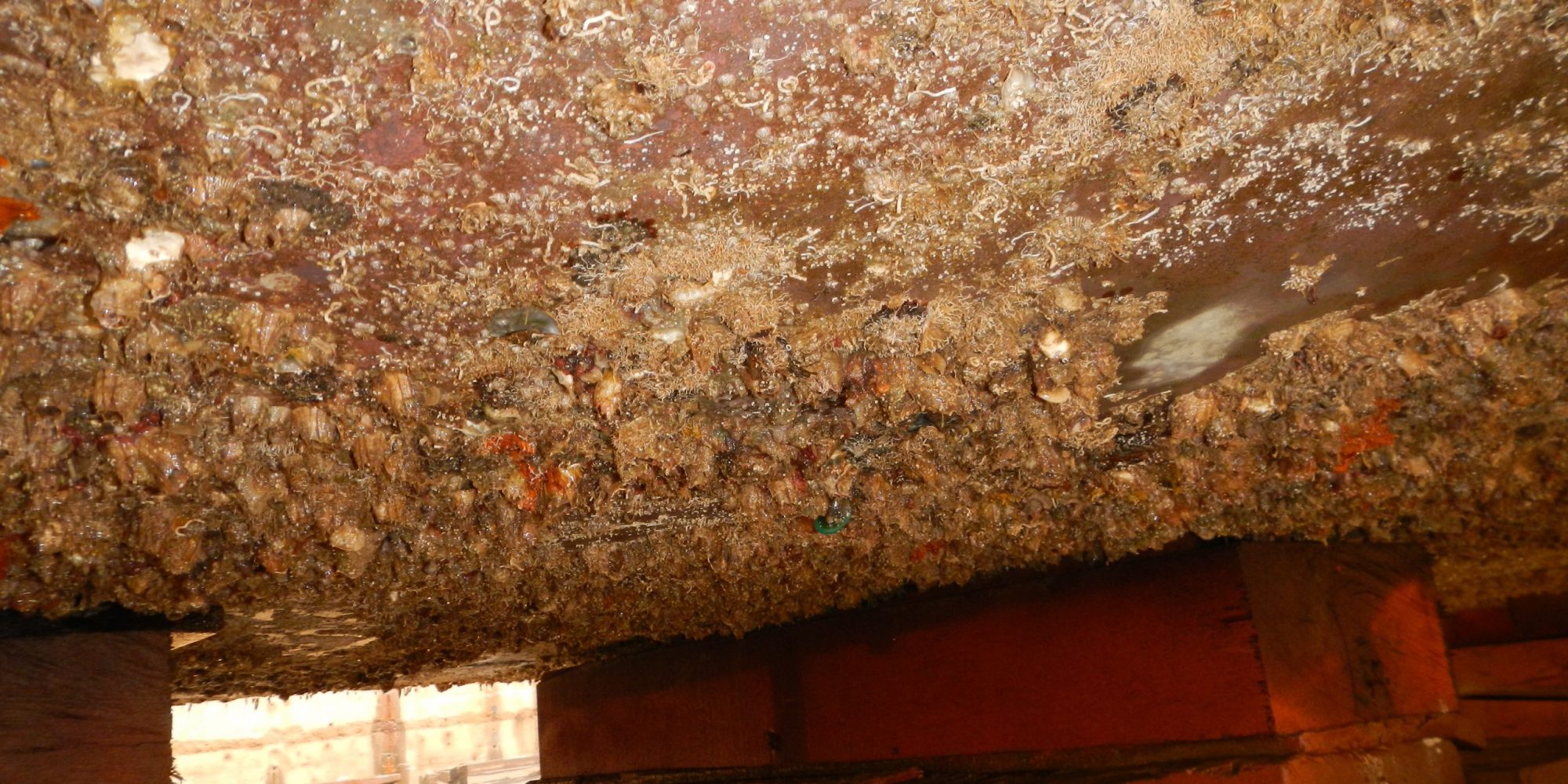 Hull foulling - c.Biofouling Solutions